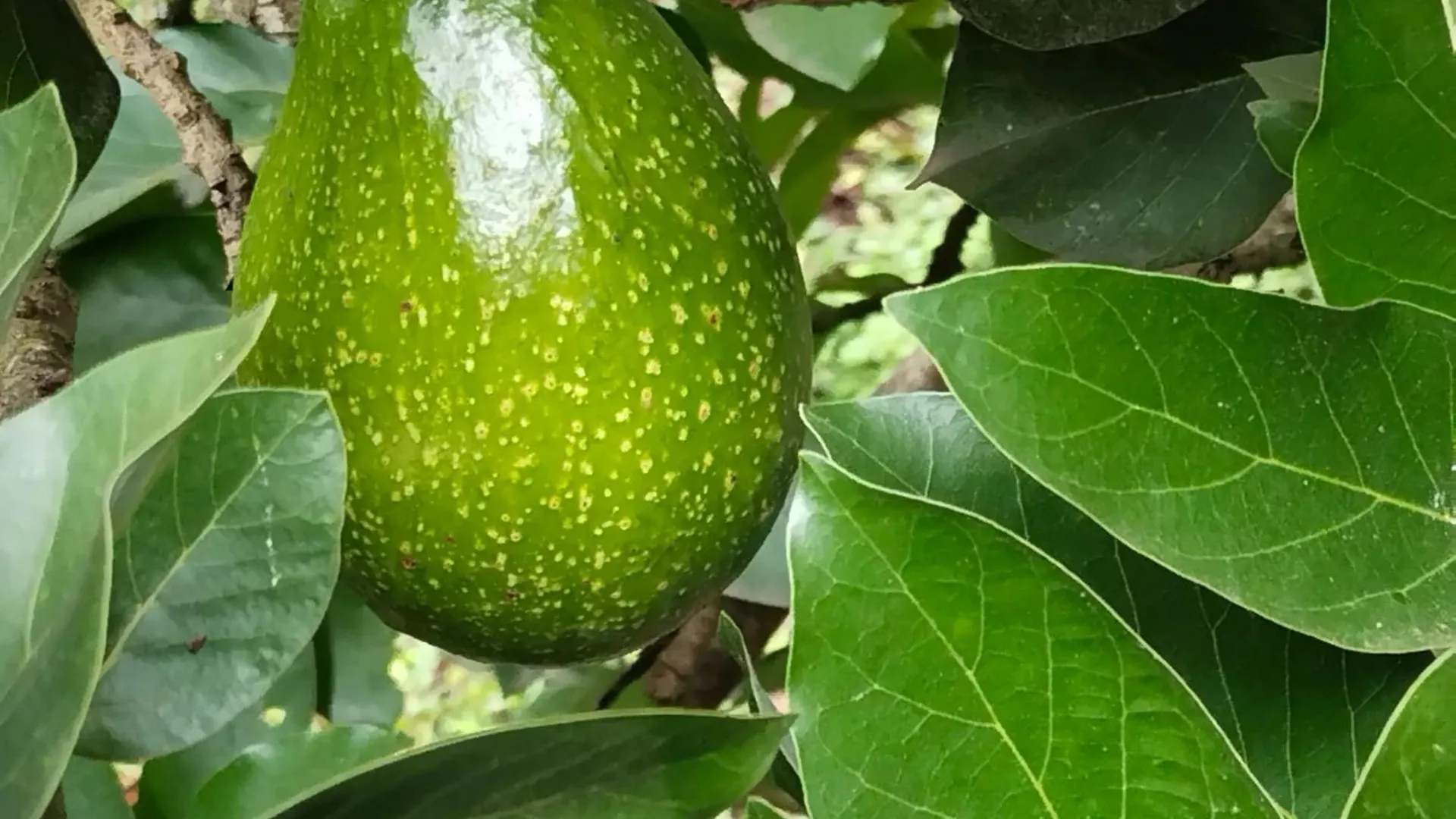 Philip Mary Farm Stay Thekkady